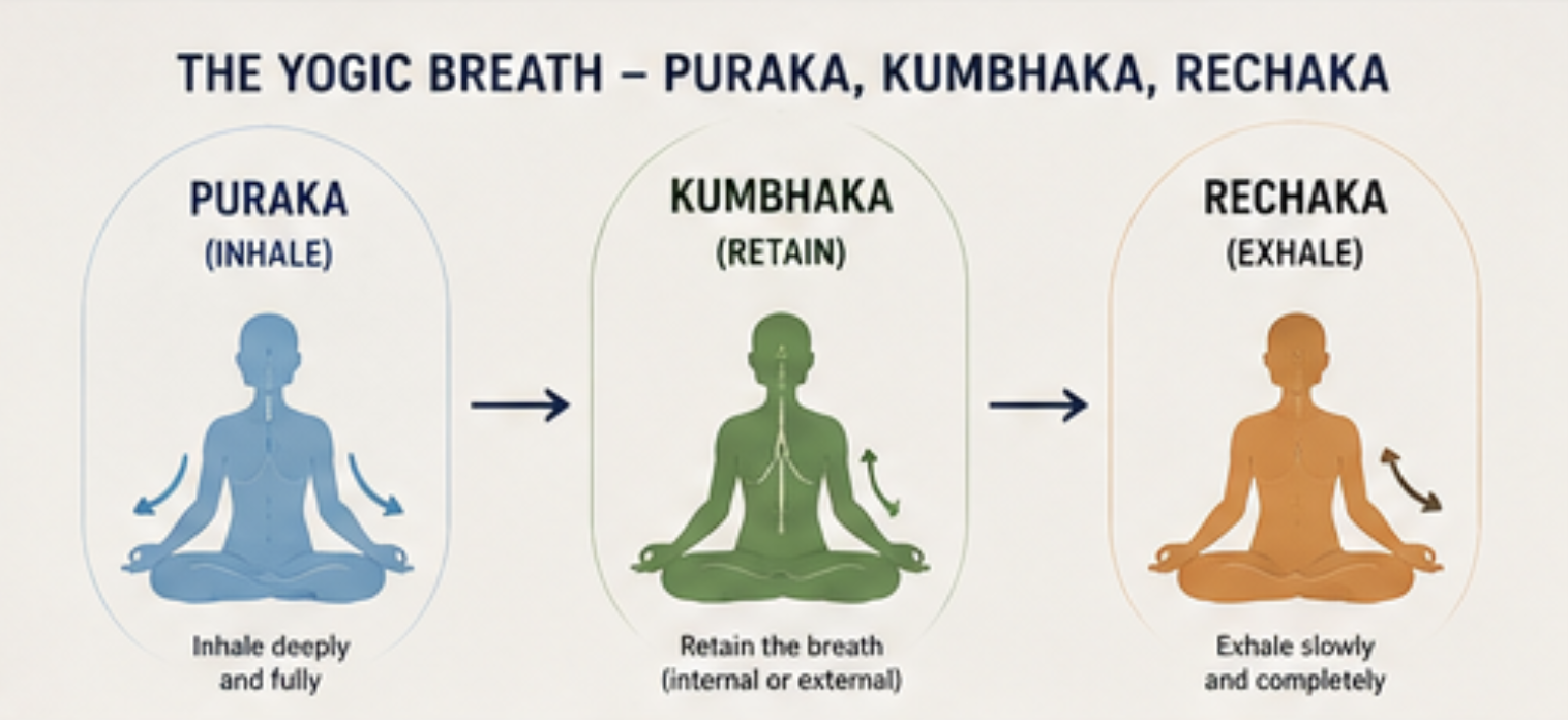 Diagram illustrating the stages of yogic breath: puraka (inhalation), kumbhaka (retention), and rechaka (exhalation)