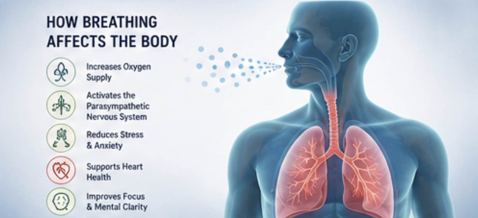 Infographic showing how breathing affects the body: heart rate, brain, lungs, and digestion